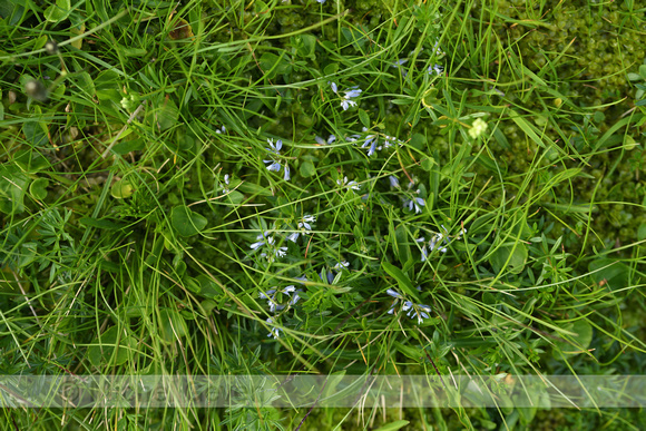 Liggende vleugeltjesbloem; Heath milkwort; Polygala serpyllifoli