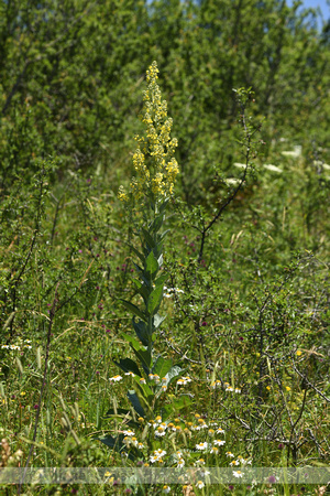 Melige toorts; White mullein; Verbascum lychnitis