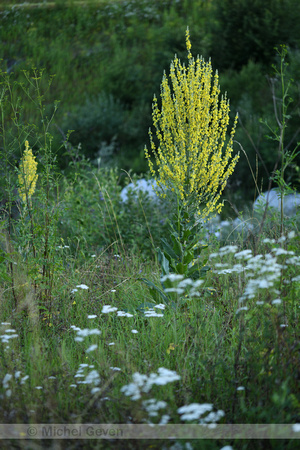 Melige toorts; White mullein; Verbascum lychnitis