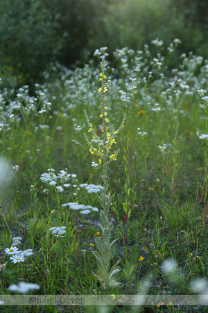 Melige toorts; White mullein; Verbascum lychnitis