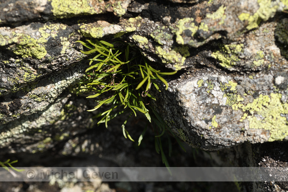 Noordse streepvaren; Forked Spleenwort; Asplenium septentrionale