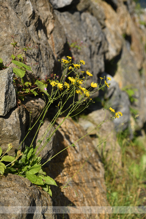 Northern Hawk's beard; Crepis mollis