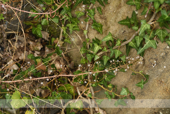 Omgebogen vetkruid; Pink Stonecrop Sedum cepaea