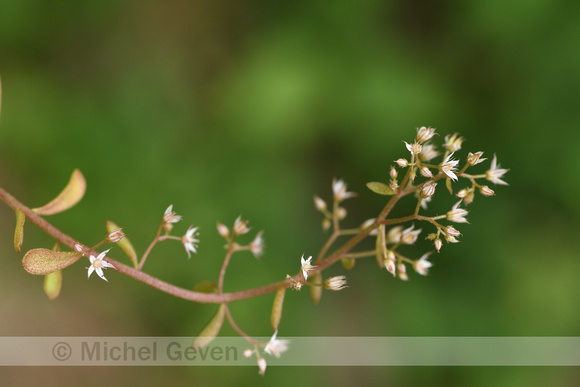 Omgebogen vetkruid; Pink Stonecrop Sedum cepaea