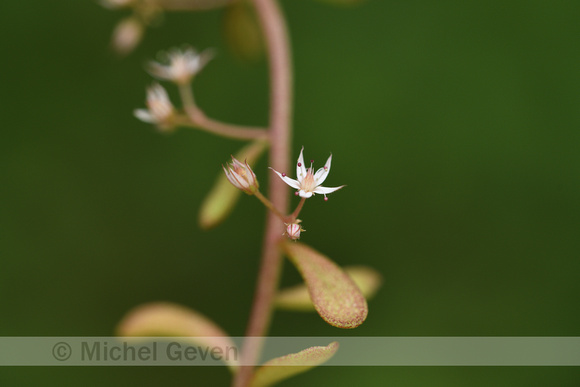 Omgebogen vetkruid; Pink Stonecrop Sedum cepaea