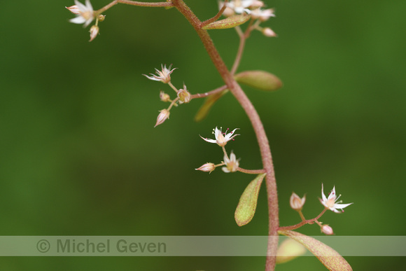 Omgebogen vetkruid; Pink Stonecrop Sedum cepaea