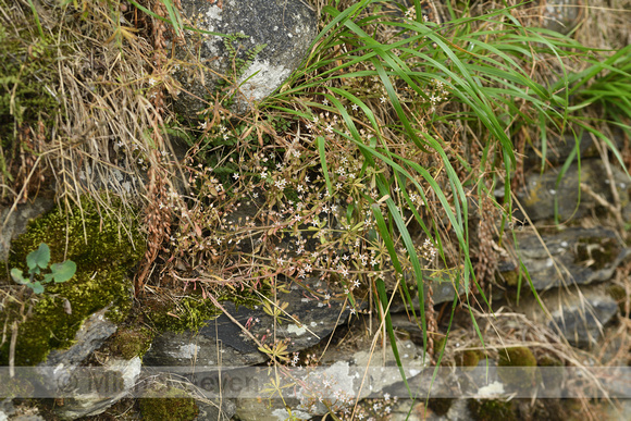 Omgebogen vetkruid; Pink Stonecrop Sedum cepaea