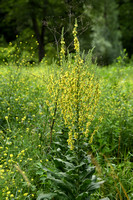 Oosterse toorts - Nettle leaved Mullein - Verbascum chaixii