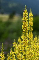 Oosterse toorts; Nettle leaved Mullein; Verbascum chaixii