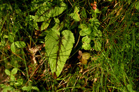 Phyteuma pyrenaicum