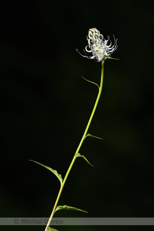 Phyteuma pyrenaicum