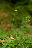 Pilosella lactucella subsp. Nana