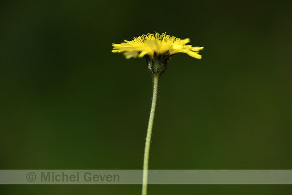 Pilosella lactucella subsp. Nana