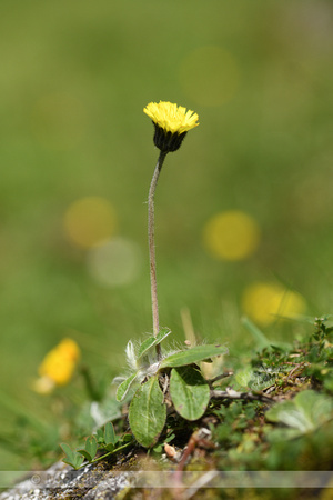 Pilosella lactucella subsp. Nana