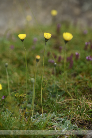 Pilosella lactucella subsp. Nana