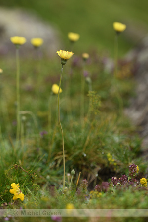 Pilosella lactucella subsp. Nana