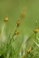 Pyrenean sedge; Carex pyrenaica