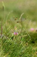 Pyrenean sedge; Carex pyrenaica
