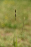 Sporobolus indicus