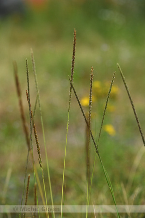 Rattenstaartgras; Giant Parramatta grass; Sporobolus indicus