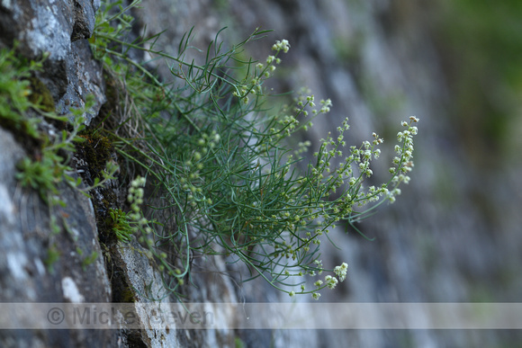 Reseda glauca