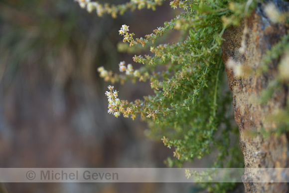 Reseda glauca