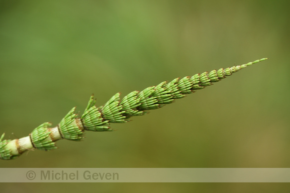 Reuzenpaardenstaart; Great Horsetail; Equisetum telmateia