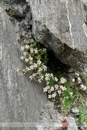 Dik vetkruid; Corsican Stonecrop; Sedum dasyphyllum