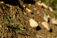 Rode wondklaver; Anthyllis vulneraria subsp. Boscii