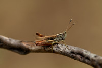 Rosse sprinkhaan - White-clubbed Grasshopper - Gomphocerippus rufus