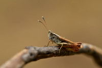 Rosse sprinkhaan; White-clubbed Grasshopper; Gomphocerippus rufus