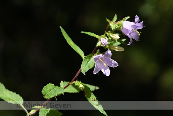 Ruig klokje; Nettle-leaved Bellflower; Campanula trachelium