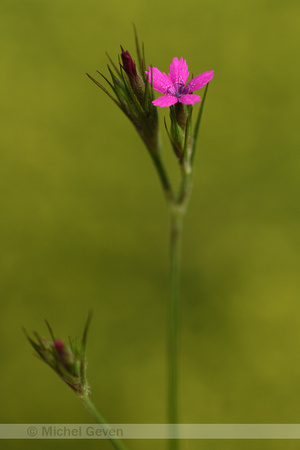 Ruige anjer; Deptford Pink; Dianthus armeria