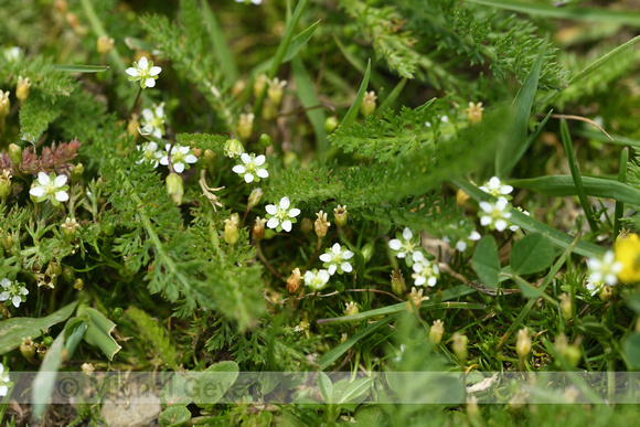 Sagina glabra