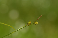 Schubzegge;Long stalked Yellow Sedge; Carex lepidocarpa