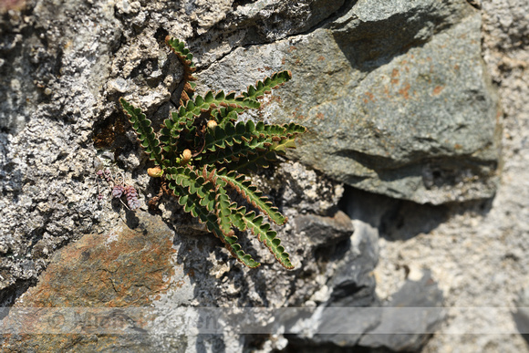 Schubzegge;Long stalked Yellow Sedge; Carex lepidocarpa