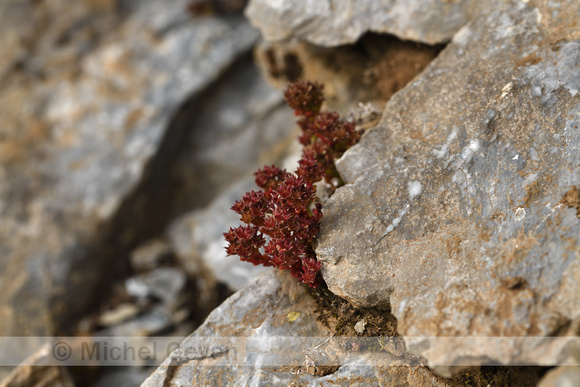 Sedum atratum