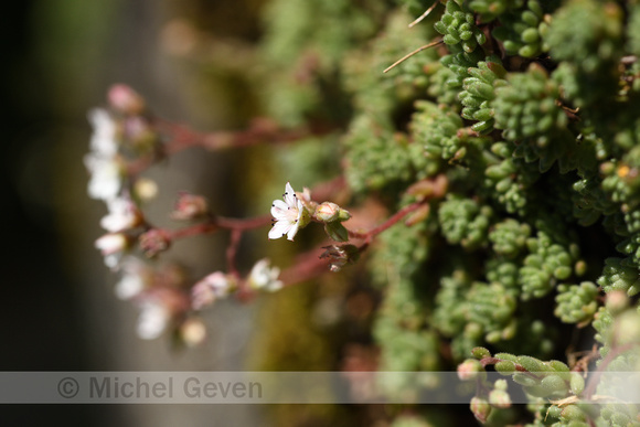 Sedum hirsutum