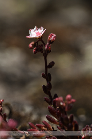 Sedum hirsutum