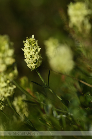 Sideritis hyssopifolia subsp. Pyrenensis