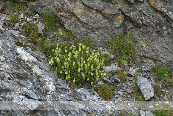 Sideritis hyssopifolia subsp. Pyrenensis