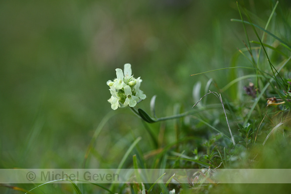 Sideritis hyssopifolia subsp. Pyrenensis