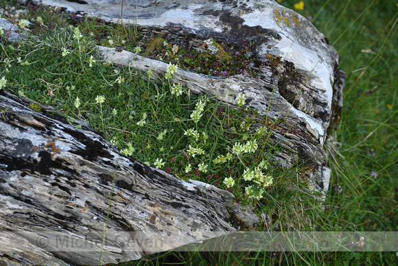 Sideritis hyssopifolia subsp. Pyrenensis