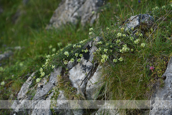 Sideritis hyssopifolia subsp. Pyrenensis