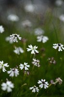 Silene saxifraga