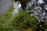 Silene saxifraga