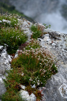 Silene saxifraga