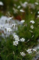 Silene saxifraga