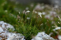 Silene saxifraga