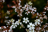 Silene saxifraga